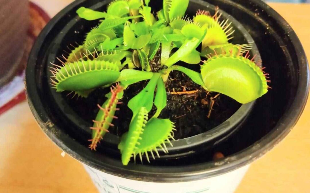 不登校支援