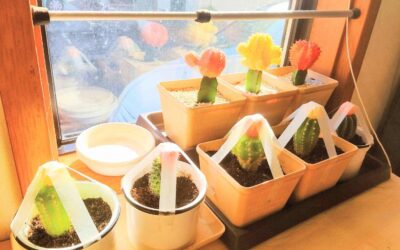 サボテン(緋牡丹)の移植